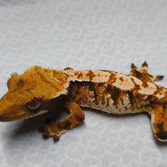 트라이 텐저린 익스트림할리퀸