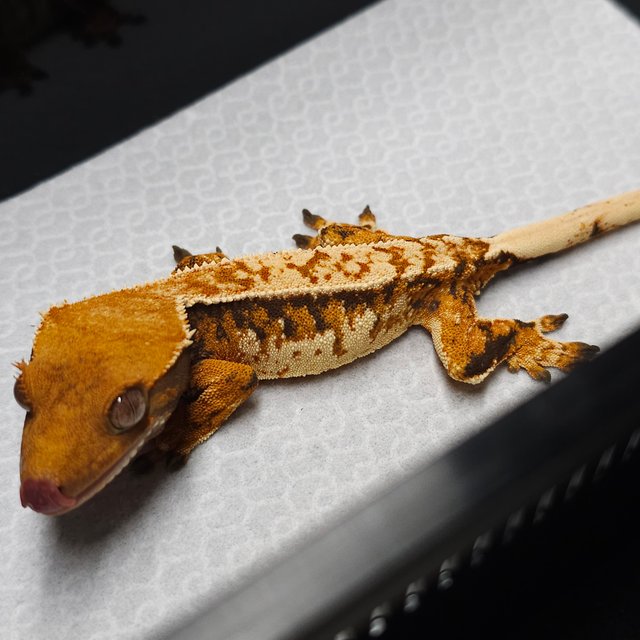 트라이 쿼드 텐저린