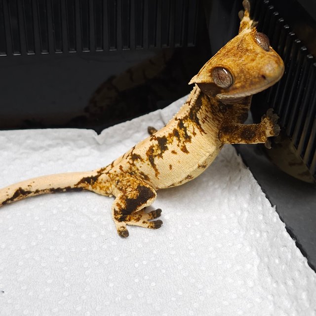 노멀 트라이 익스트림할리퀸