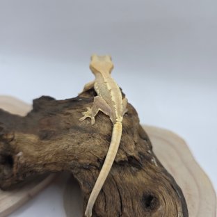 하이포