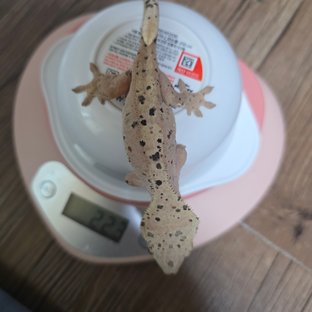 슈퍼달마시안