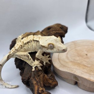 노멀 트라이 익스트림할리퀸 화이트스팟