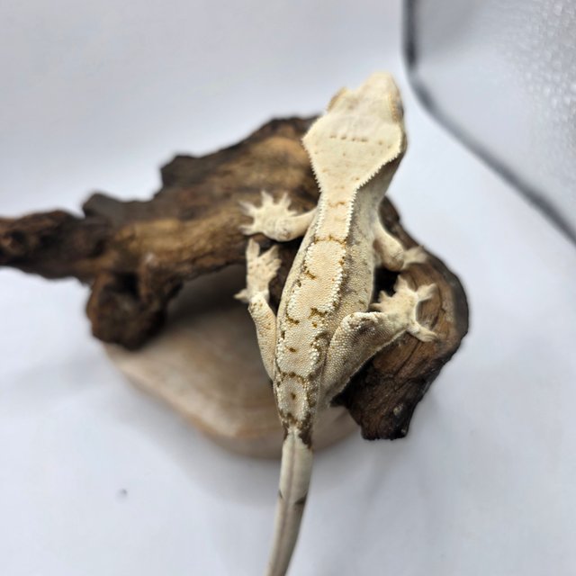 노멀 트라이 익스트림할리퀸 화이트스팟