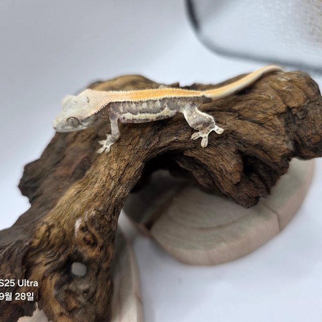 릴리화이트 솔리드백