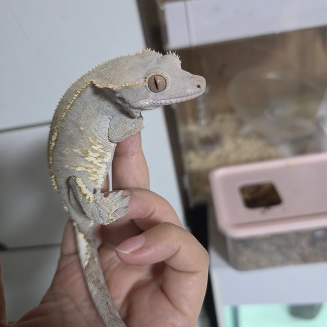 100%헷아잔틱 카푸치노