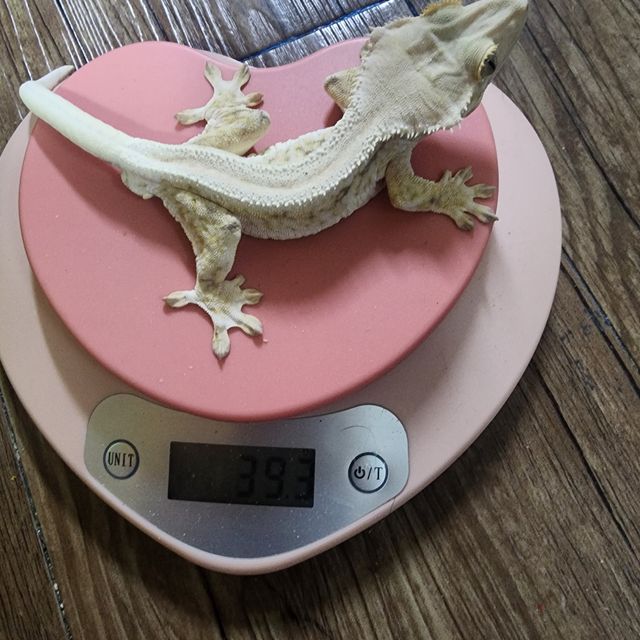 릴리화이트