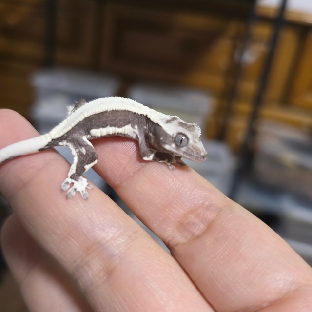 릴잔틱 솔리드백