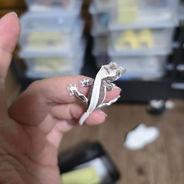 릴잔틱 솔리드백