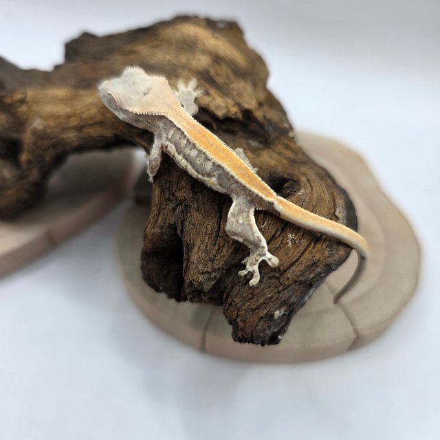 릴리화이트 솔리드백