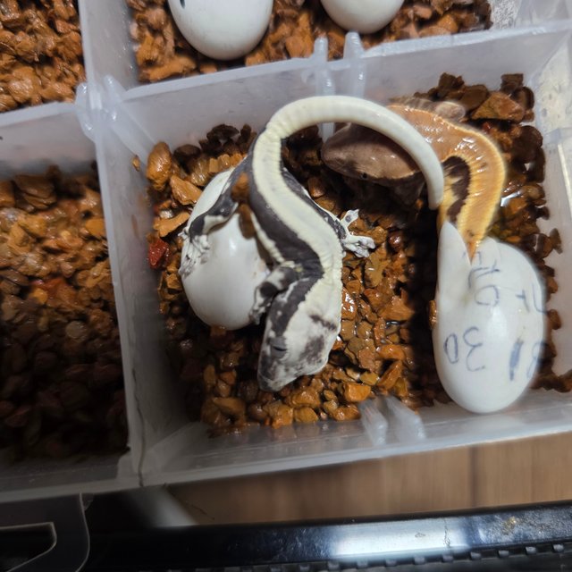 릴잔틱 솔리드백