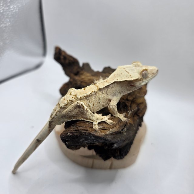 노멀 트라이 익스트림할리퀸 화이트스팟