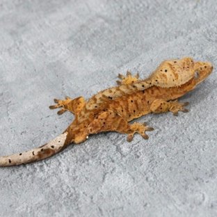 트라이 노멀 달마시안 타이거 텐저린 100%헷아잔틱