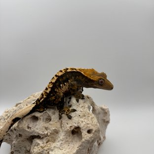 익스트림할리퀸