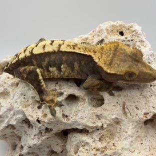 노멀 익스트림할리퀸