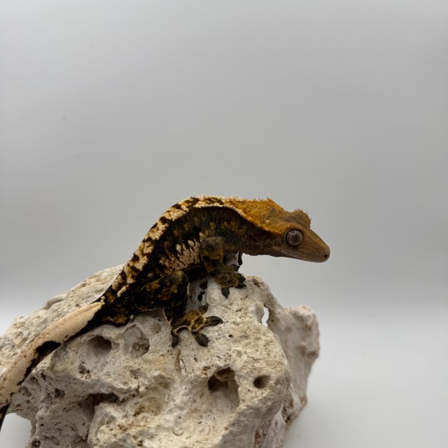 익스트림할리퀸