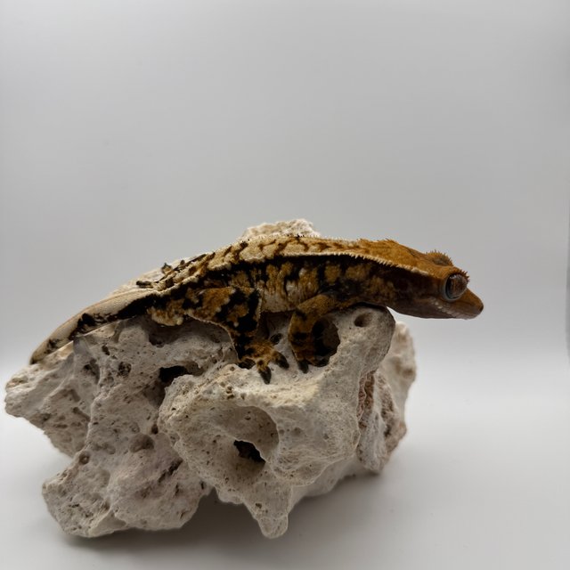 익스트림할리퀸