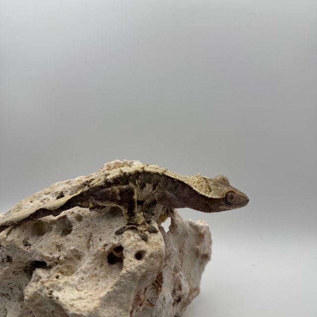 노멀 익스트림할리퀸