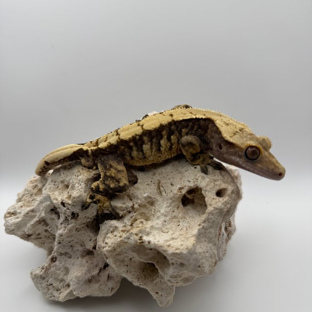 노멀 익스트림할리퀸