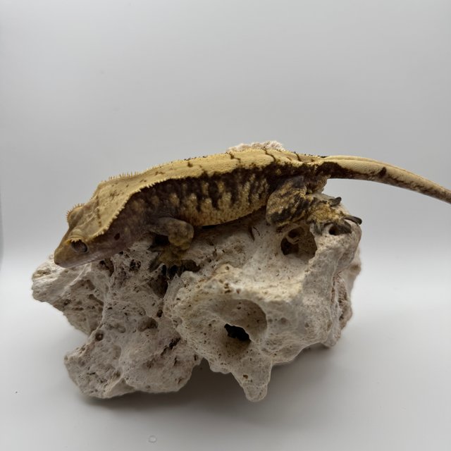 노멀 익스트림할리퀸