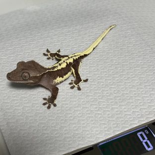 릴잔틱