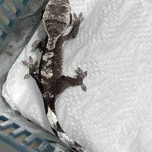 아잔틱