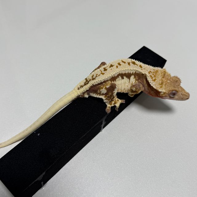 릴리화이트