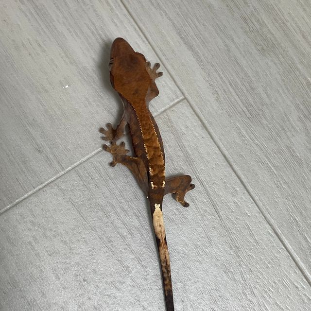카푸치노