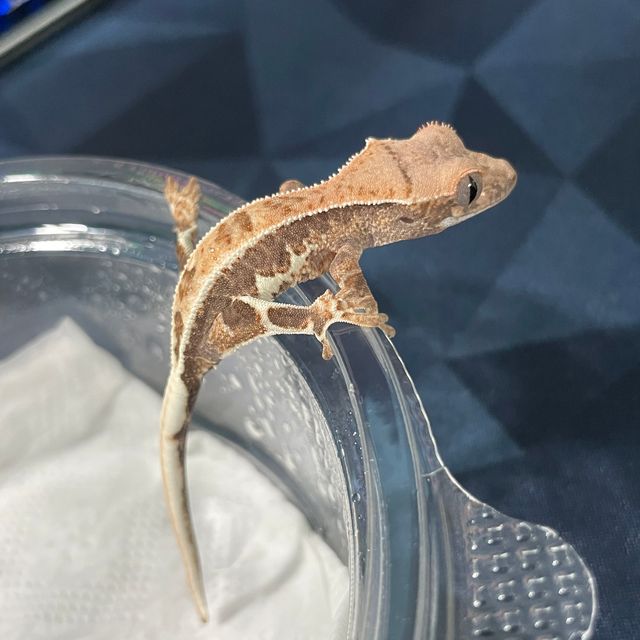 프라푸치노