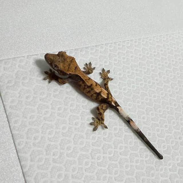 세이블