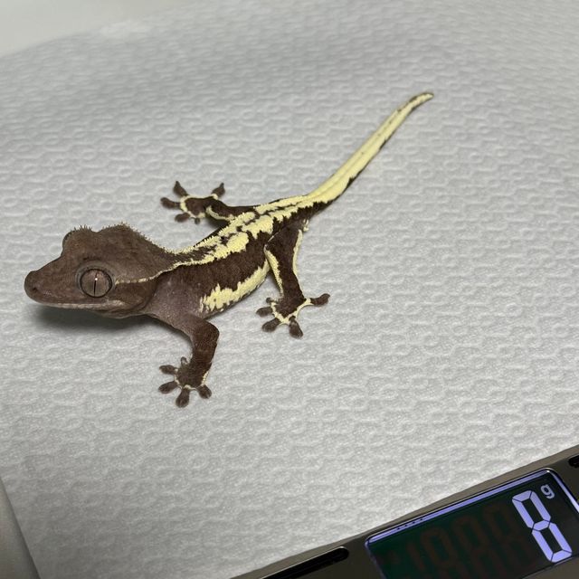 릴잔틱