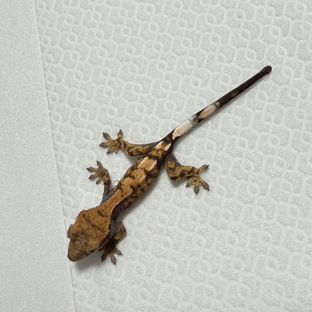 세이블