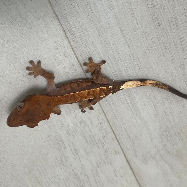 카푸치노