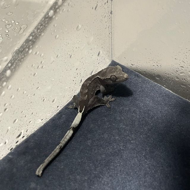 아잔틱