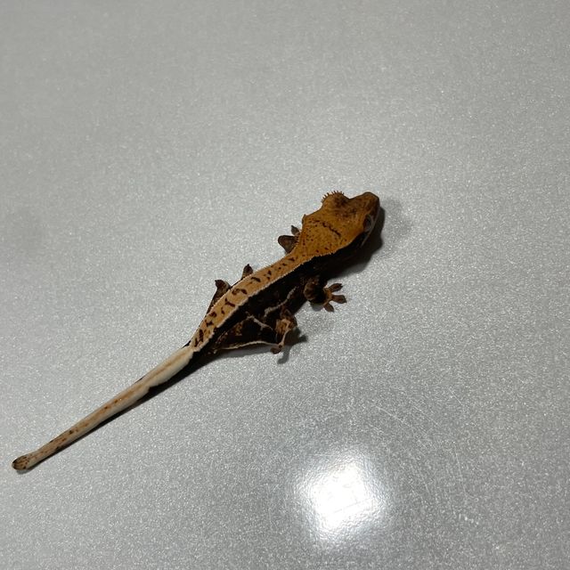 릴리화이트
