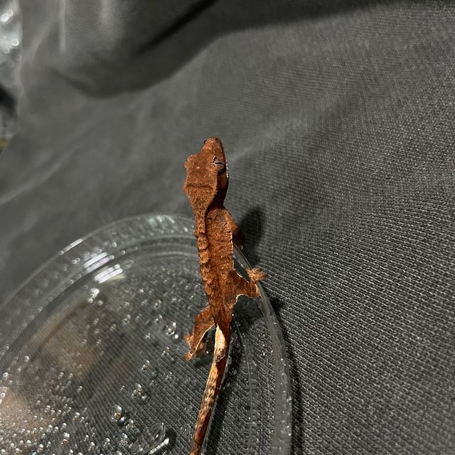 카푸치노