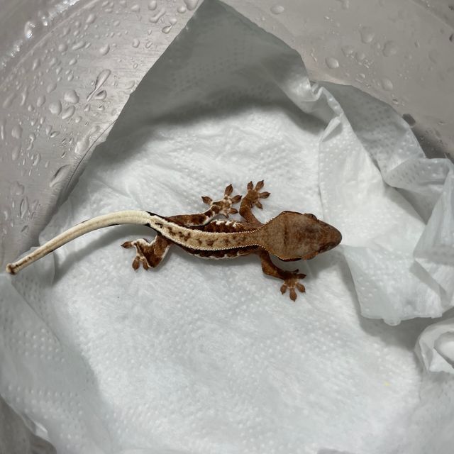 프라푸치노