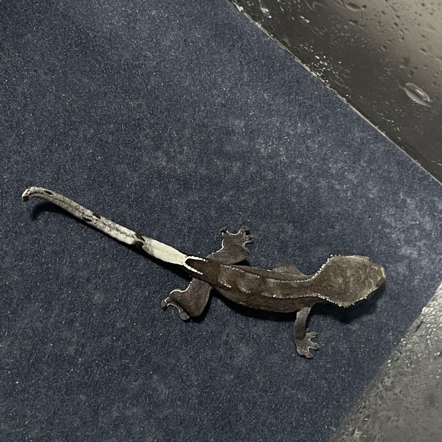 아잔틱