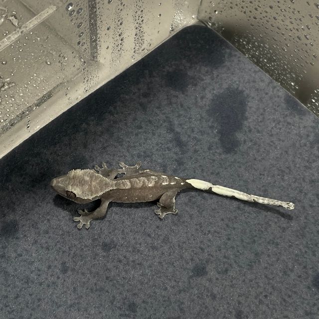 아잔틱