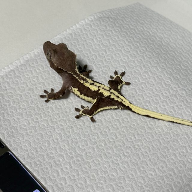 릴잔틱