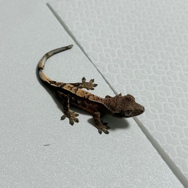 세이블