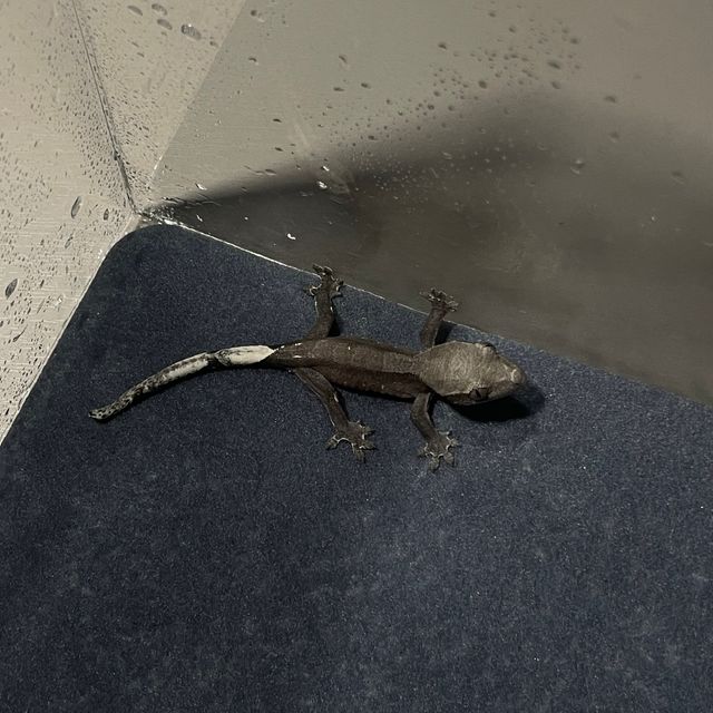아잔틱