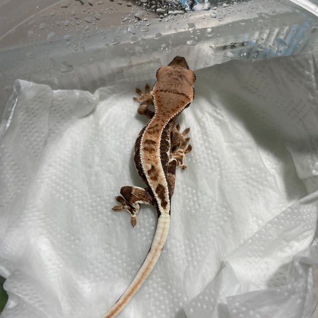 프라푸치노