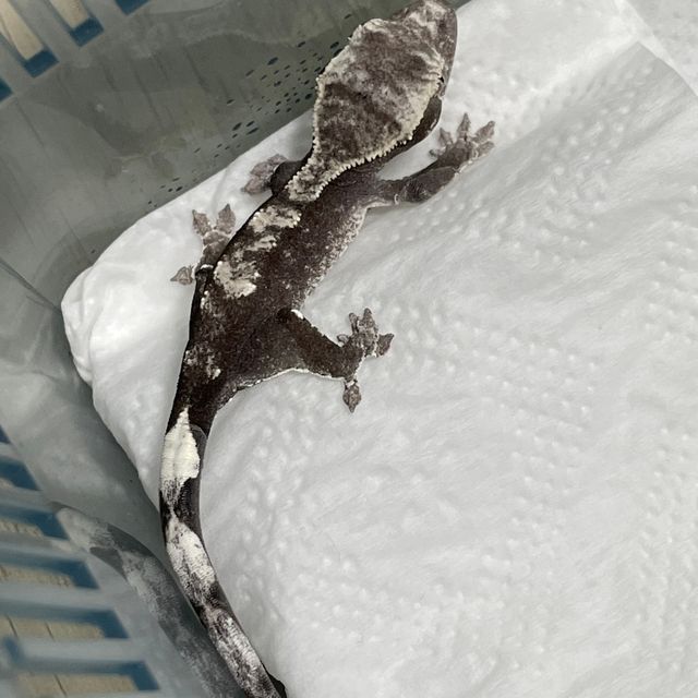 아잔틱