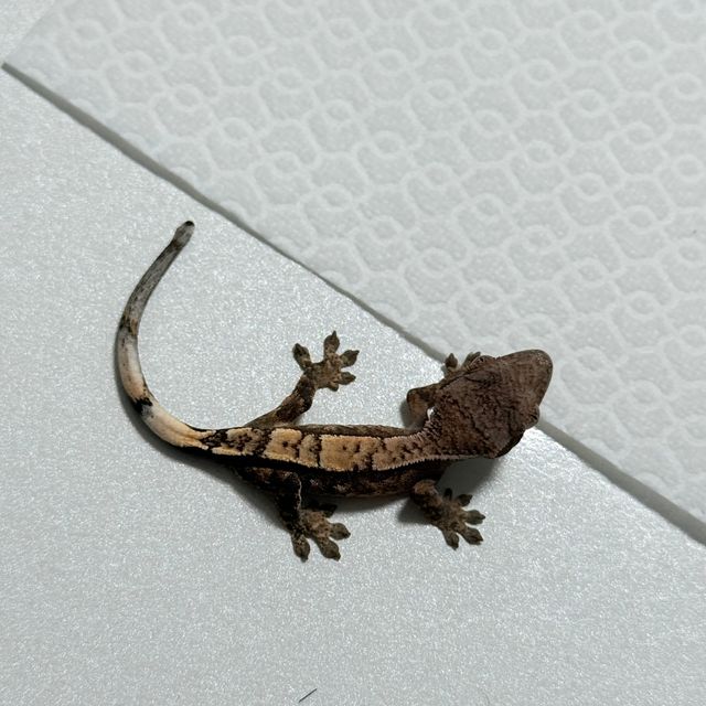 세이블