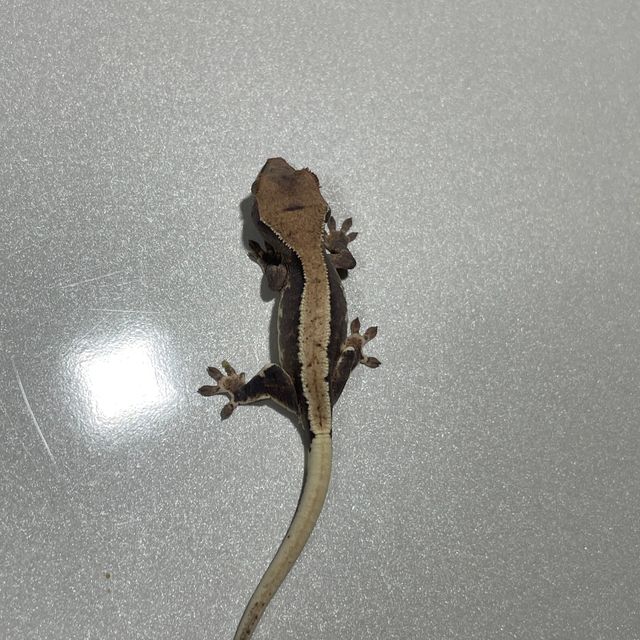 릴리화이트