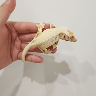 릴리화이트