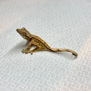 노멀 트라이