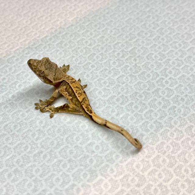 노멀 트라이