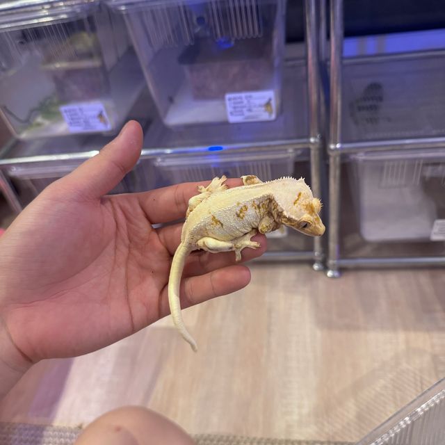 릴리화이트