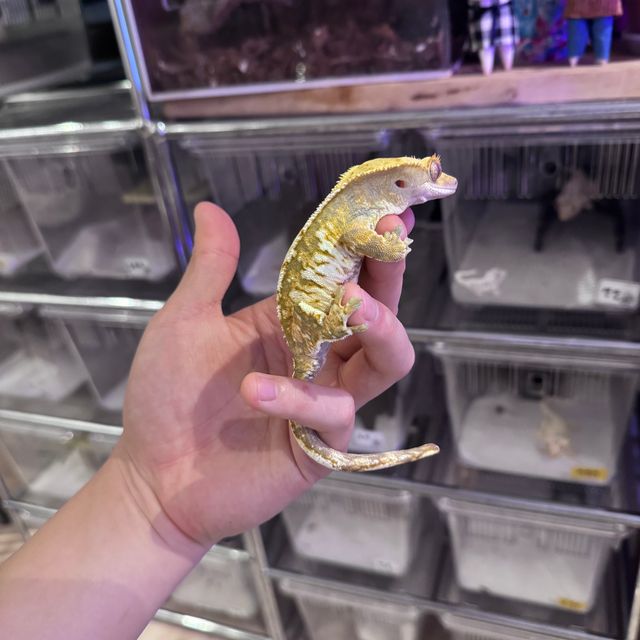 노멀 트라이 텐저린 익스트림할리퀸